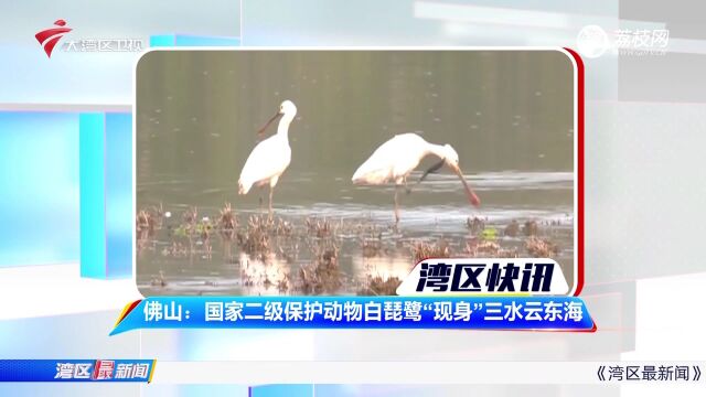 佛山:国家二级保护动物白琵鹭“现身”三水云东海