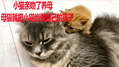 小猫亲吻了养母，母猫就把小猫当成自己的孩子