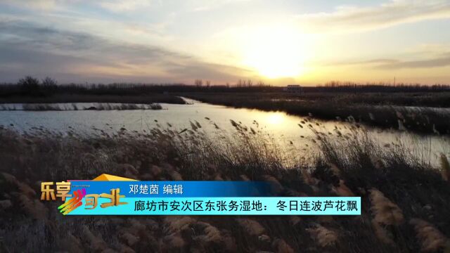 美丽河北|廊坊市安次区东张务湿地:冬日连波芦花飘