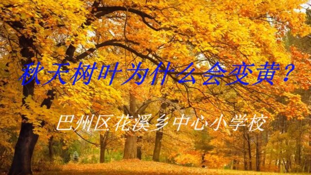 科学微电影《秋天树叶为什么会变黄》