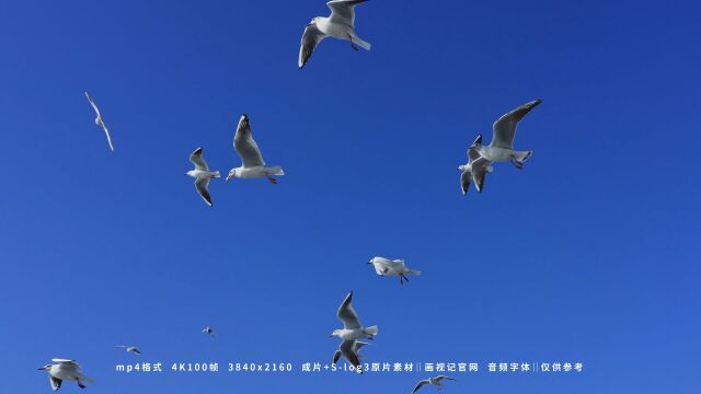 蓝色的天空里海鸥自由的飞翔,视频素材:画视记官网,BGM:叶斯淳我曾遇到一束光