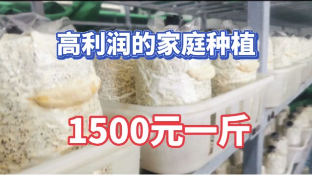 农村又一暴利种植,15平方3个月收入24万,1500元1斤,提前收藏