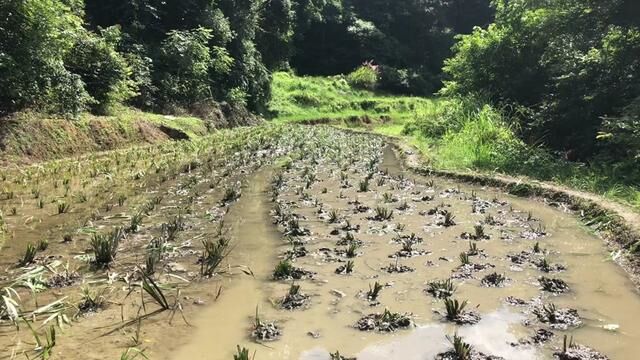 石菖蒲一吨可以卖好几万大哥用这种种植方法可以种植成功吗 #石菖蒲 #石菖蒲种植 #绿水青山我的家 #田园生活 #我的乡村生活