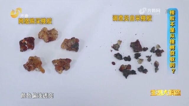 桃胶能补胶原蛋白?专家:胶原蛋白只存在于动物性食物