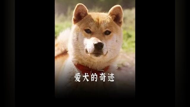 《爱犬的奇迹》#感人催泪电影 #看哭了多少人