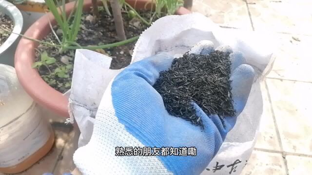 神奇的“稻壳炭”在家庭种植的4大用途,比草木灰好