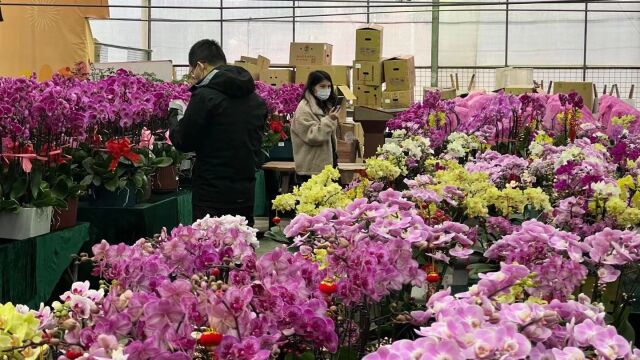 广州年花营销启动,今年上市数量总计约1500万盆