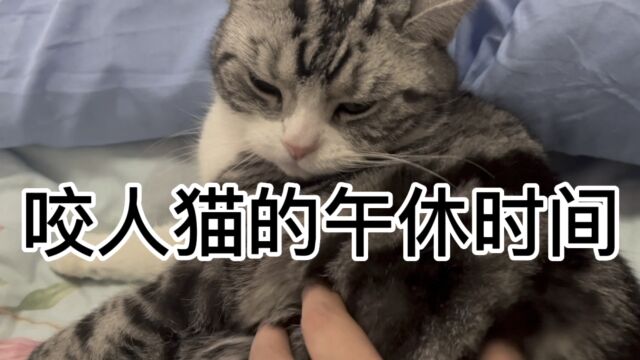 午休了,猫在床上不下来