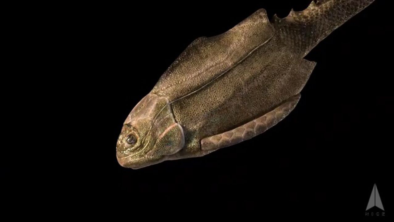 "古鱼王国"完整鱼化石ct扫描为早期有颌类腰带部位解剖结构提供新证据