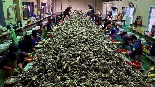 韩国牡蛎加工厂，一天处理10吨，没想到生蚝还能这样卖！