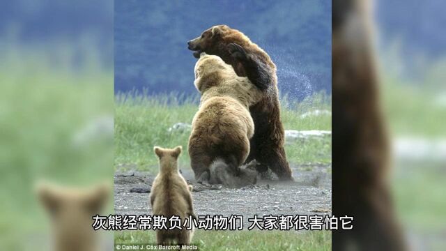 民间寓言故事小灰熊