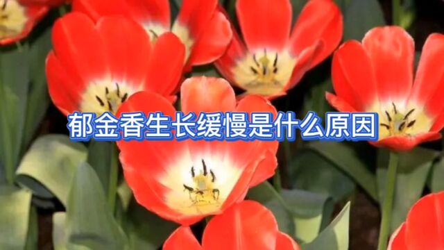 郁金香出苗后生长缓慢是什么原因?看完明白了