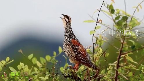 20种大自然鸟叫声，哪些似曾相识？你认识多少种？