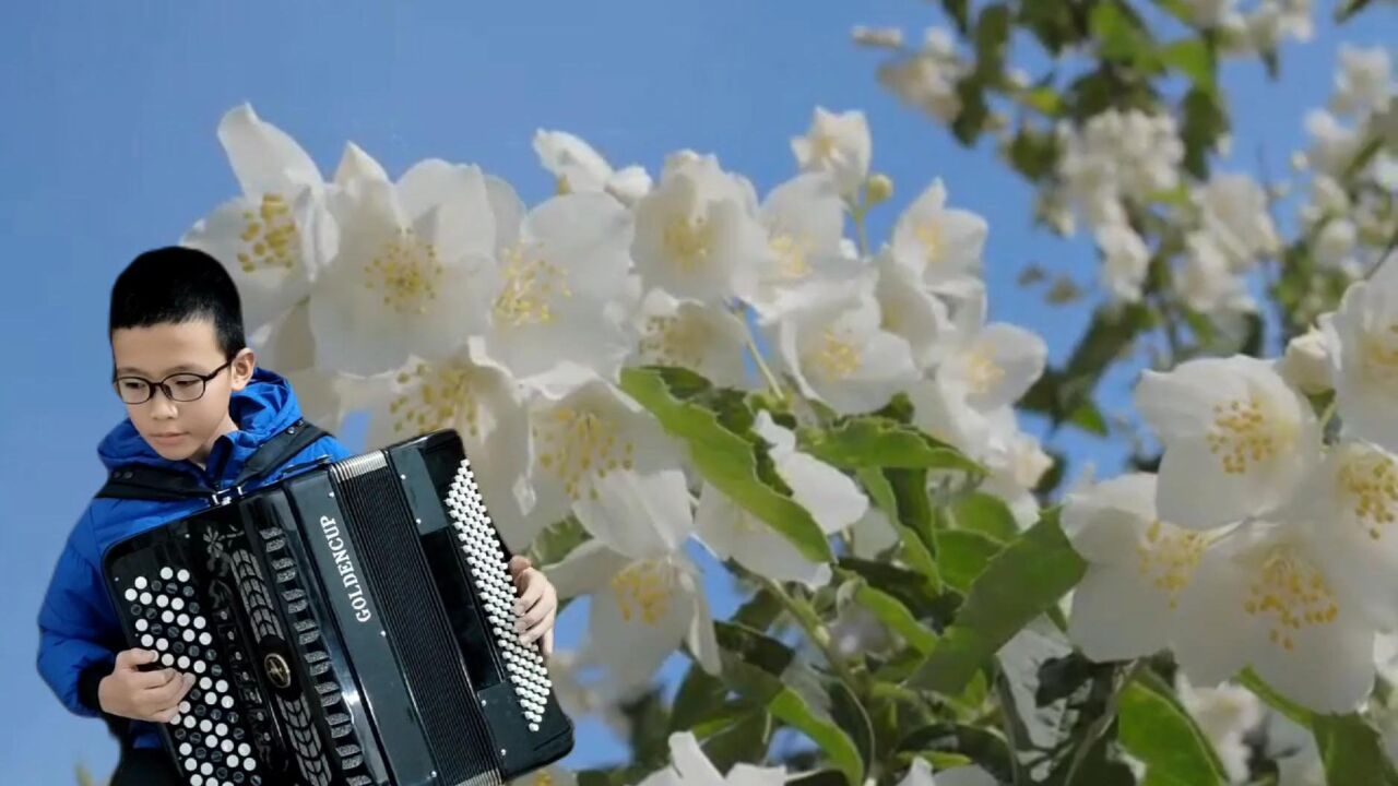 茉莉花手风琴图片