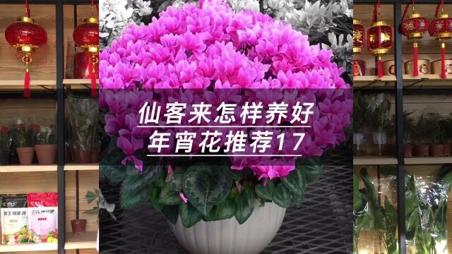 仙客来怎样养好年宵花推荐17