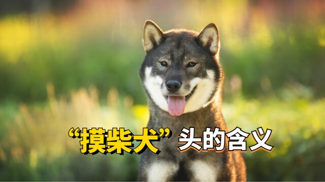 在柴犬眼里,你摸它的头有这些含义