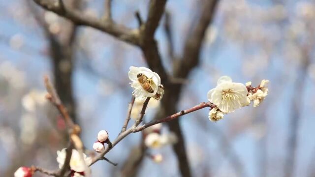 梅花主题公园,上线啦!