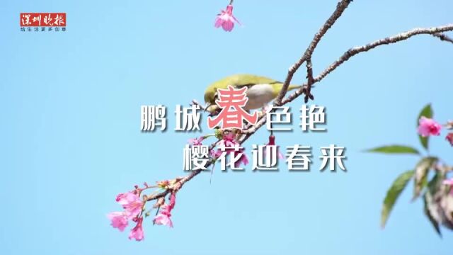 鹏城春色艳 樱花迎春来