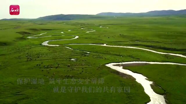 世界湿地日公益微视频丨呵护“地球之肾” 共享“湿”情画意