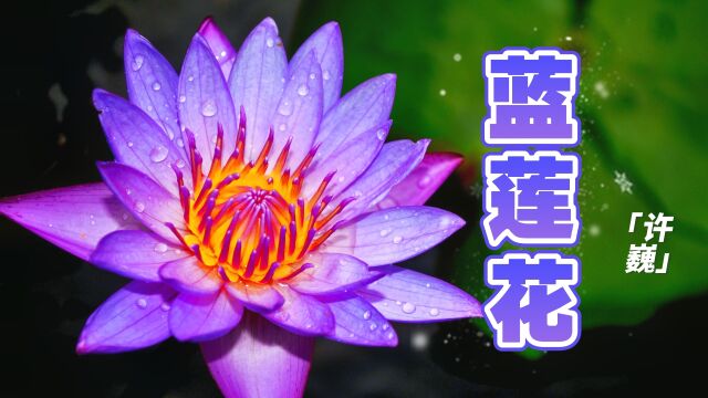 许巍演唱经典《蓝莲花》完整版,曾经激励无数人励志前行