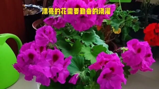 居然养花.鲜花挣春.满屋香气