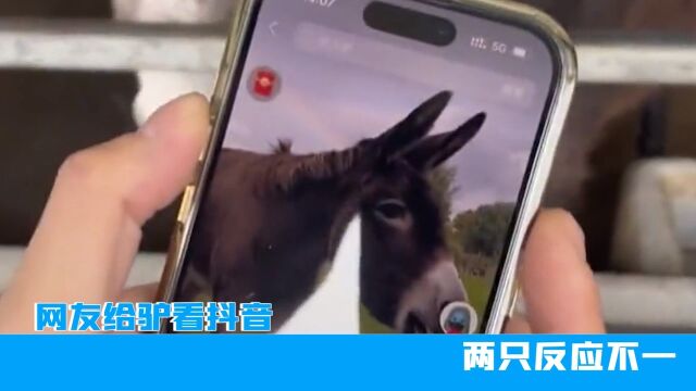 安徽网友给驴看抖音,两只反应不一,网友:像极了你和朋友