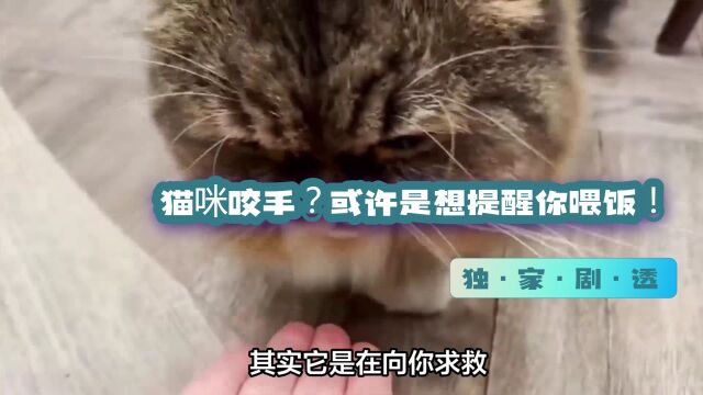 猫咪咬手?或许是想提醒你喂饭!