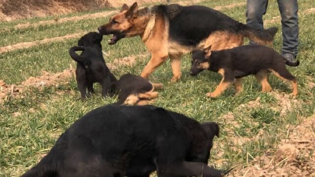 欣赏下这窝纯种德牧犬,福尔博和菲尔后代,1公3母超漂亮