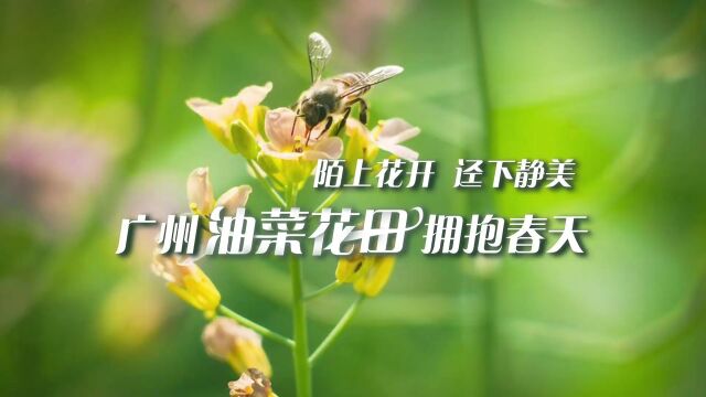 视频+图集|陌上花开,迳下静美,广州油菜花田拥抱春天