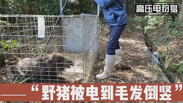 高压电狩猎到底有多恐怖,野猪被电到毛发倒竖 #视频来自国外合法狩猎 #视频来自于国外仅供娱乐欣赏