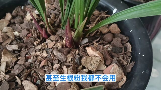 我养兰花从不用激素给自己找麻烦,我的兰花发苗多的原因看视频就知道了