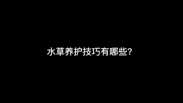 水草养护技巧有哪些?