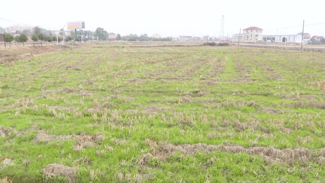 常德市领导督导春耕备耕和高标准农田建设