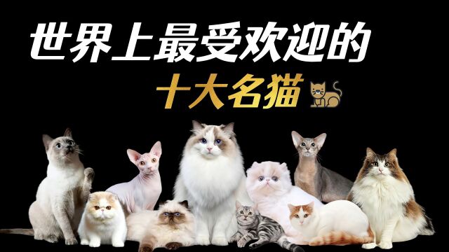 你知道世界上最受欢迎的宠物猫有哪些吗?快来看看你家的“小主子”在不在榜单之中