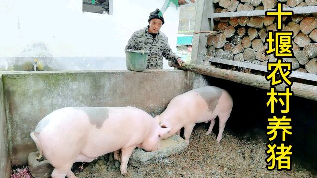 猪肉价格持续走低,十堰农村还继续粮食喂养土猪到底还靠不靠谱?