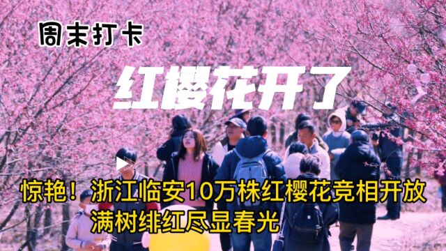 惊艳!浙江临安10万株红樱花竞相开放 满树绯红尽显春光