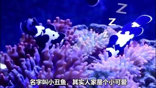 你想养这么可爱漂亮的小丑鱼吗,很好养哦