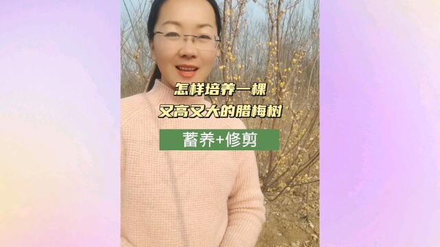 庭院高大树形的腊梅花怎样培养