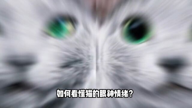 小猫咪眼神里有情绪吗?解读猫咪的瞳孔变化#猫知识#猫奴