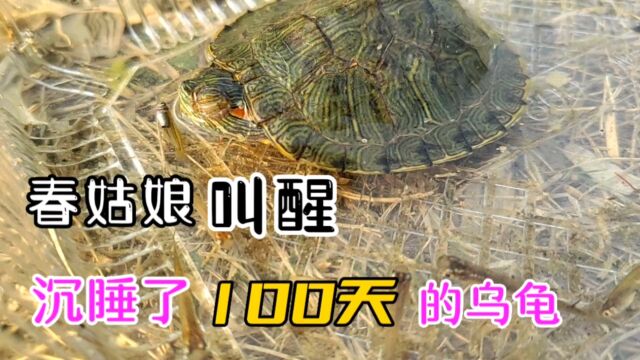 冬去春来,春姑娘叫醒了沉睡109天的乌龟