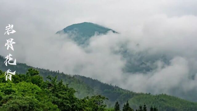 别再乱买茶叶了,加了微信才知道,武夷山岩茶直供这么便宜!