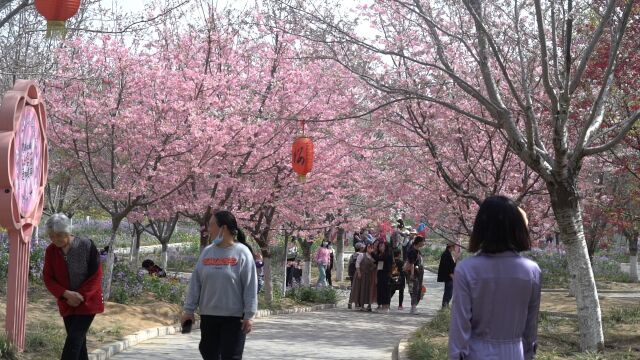 坐樱花小火车、品樱花冰激凌,荥阳樱花园邀您打卡游玩网红项目