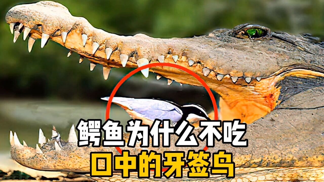 鳄鱼为什么不吃口中的牙签鸟，你知道吗？_高清
