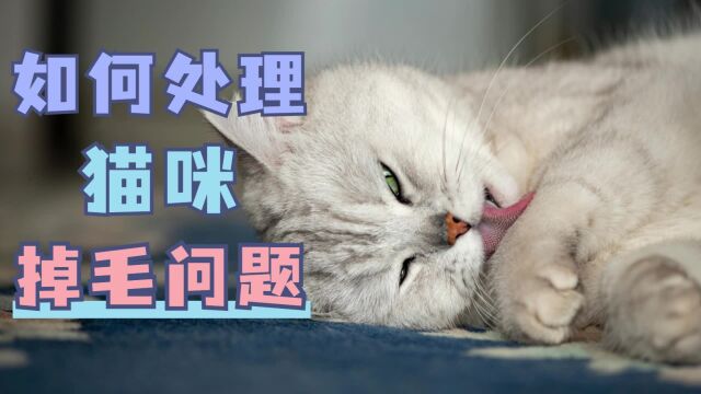 猫咪掉毛怎么办?4招教你解决