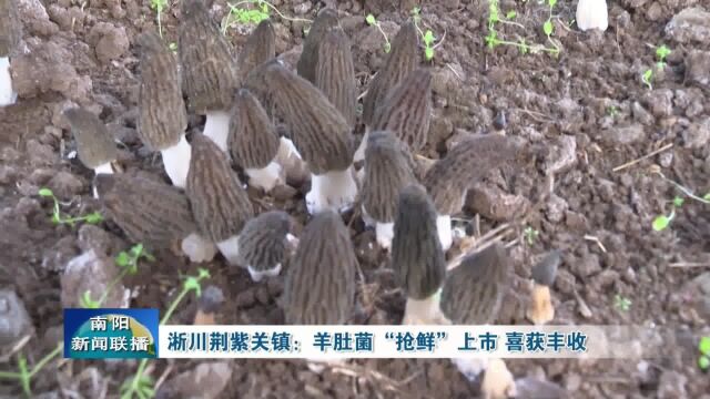 南阳淅川荆紫关镇:羊肚菌抢鲜上市,喜获丰收