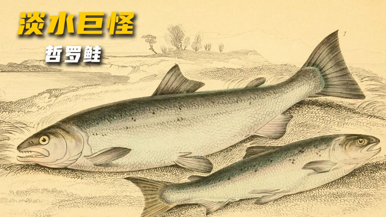 淡水巨怪-哲罗鲑