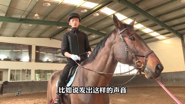 身价300万元的赛马长啥样?看记者的亚运马术“初体验”!