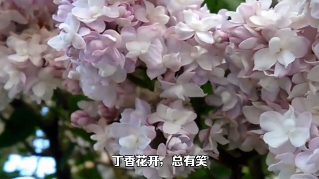 丁香花开,总有笑