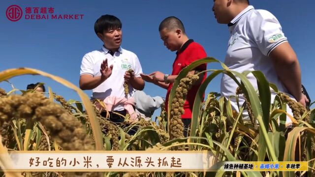 地道本味赤峰黄金苗小米已经进入德百超市卖场