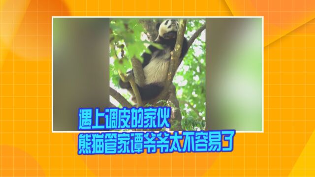 遇上调皮的家伙 熊猫管家谭爷爷太不容易了